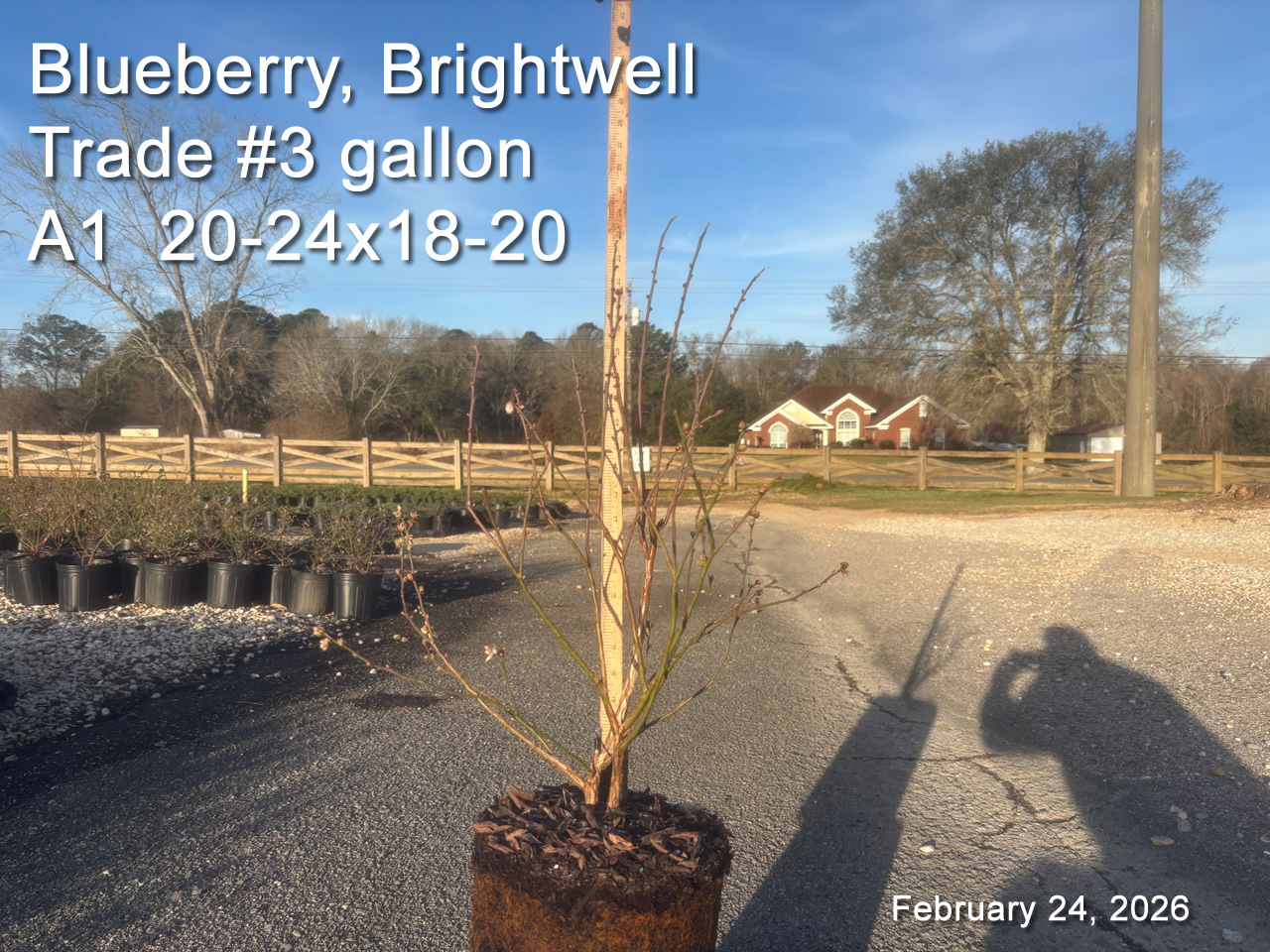 gallery/bbw3t a1 feb24.jpg